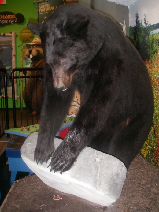 An exhibit at the Visiting Centre showing black bear looking for a worm under a rock.