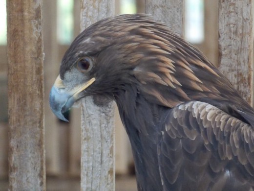 Golden Eagle at Gray Snow Eagle House in Perkins, OK