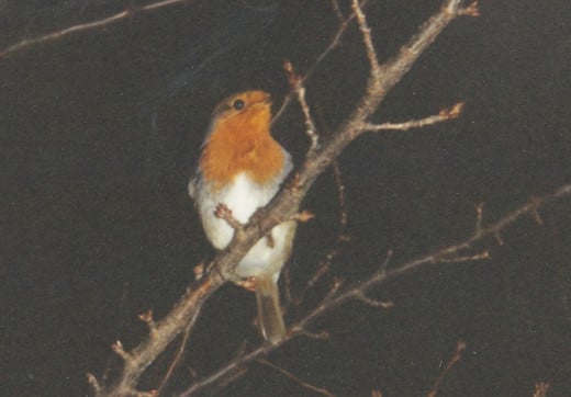 Robin at night