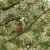 Male chaffinch