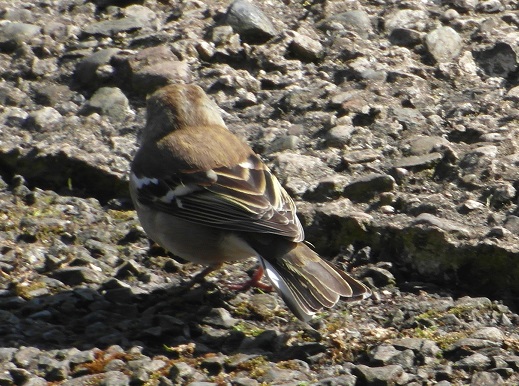 female chaffinch back