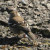 female chaffinch back