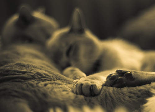 Take a cue from nature and find time in your day to relax or even nap. It can be rejuvenating and a true stress-buster.