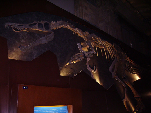Baryonyx wall at the Natural History Museum, London.