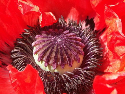 Public domain image (CC0)