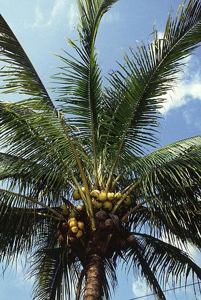  Coconut palm, source of coconut palm sugar