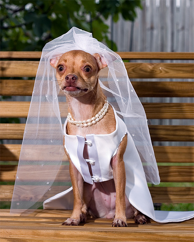 If it starts raining dogs dressed like this, it's time to move your wedding indoors.