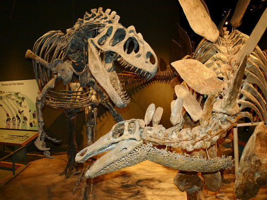 Classic Jurassic match-up at the Denver Museum of Nature and Science.
