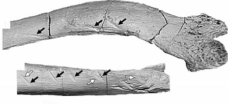 Majungasaurus bite marks.