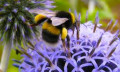 The Conservation Of Endangered Species