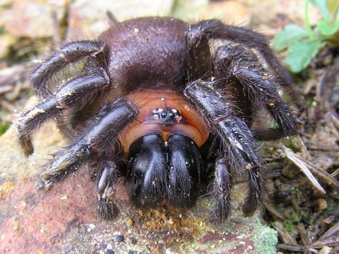 Tunnelweb.....even uglier. 