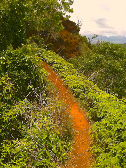A path leading to a helicopter clearing.