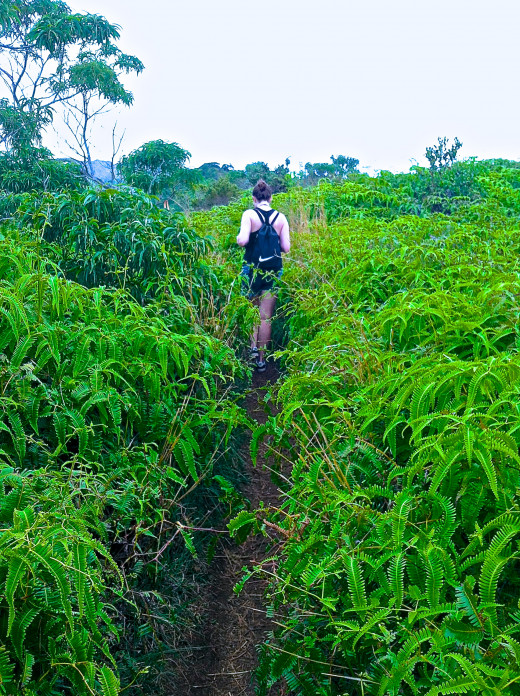 Ko'oalu Summit Trail narrows and expands as you go along.