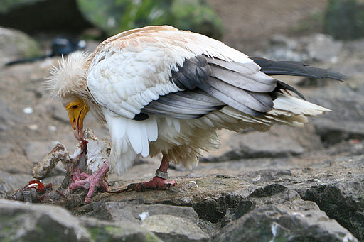 Egyptian vulture eating