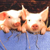 animalsarenotfood profile image