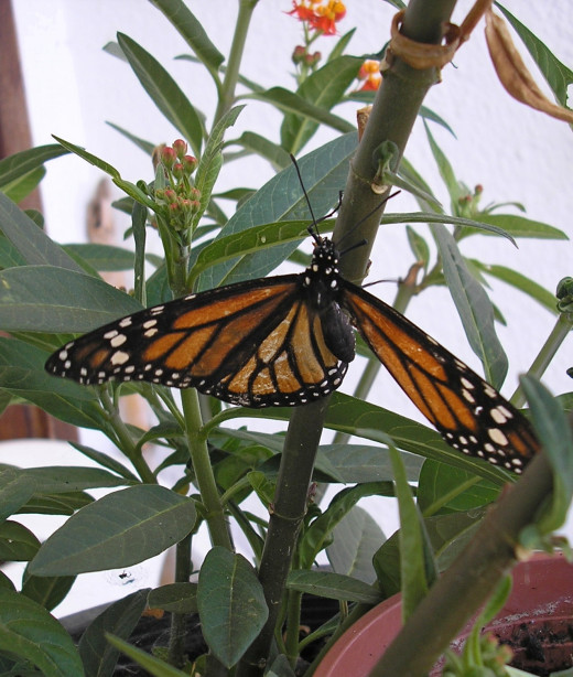 Front view of the 3-winged female Monarch Butterfly