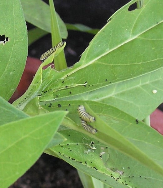 Recently hatched Monarch caterpillars on Milkweed
