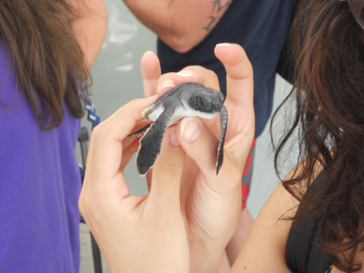Hatchling at the Turtle Farm - Grand Cayman