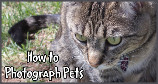 How to Photograph Pets