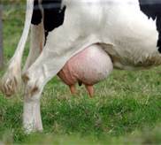 genetically modified "human" milk from a cow