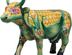 Genetically altered cows being fed genetically altered corn.  This is one scarey prospect.  