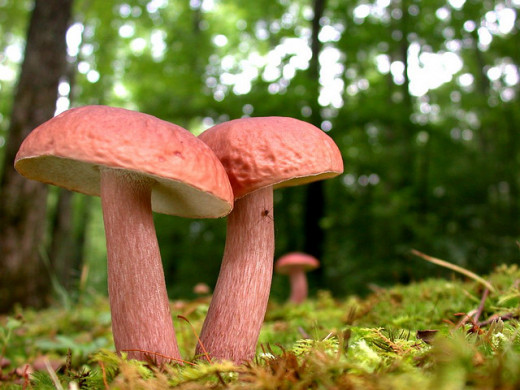 Not all mushrooms are edible and some mushrooms can even be poisonous.