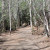 Picture of the flat portion of the trail Picture of the flat portion of the trail