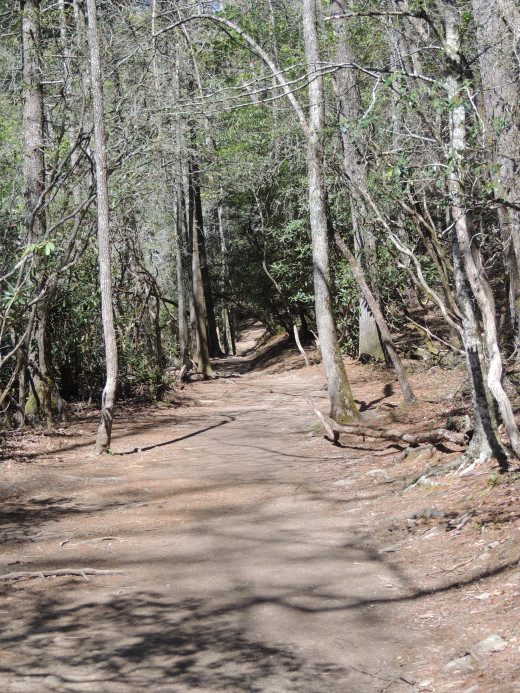 Picture of the flat portion of the trail