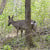 The deer that we saw as we were hiking towards Abrams Falls
