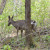 The deer that we saw as we were hiking towards Abrams Falls The deer that we saw as we were hiking towards Abrams Falls