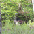 Turkey that we saw in Cades Cove Turkey that we saw in Cades Cove