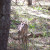 Deer in Cades Cove