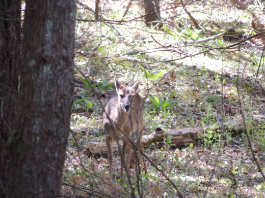 Deer in Cades Cove