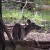 Deer in Cades Cove