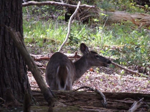 Deer in Cades Cove