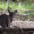 Deer in Cades Cove