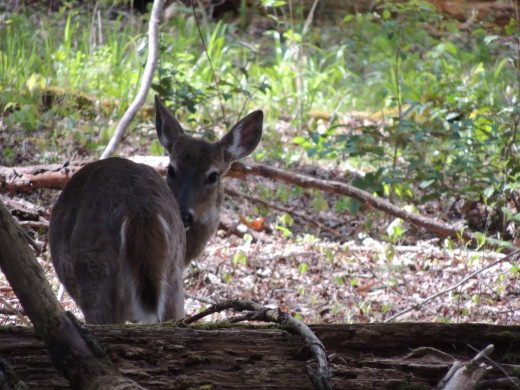 Deer in Cades Cove