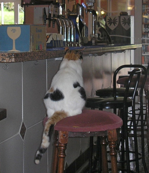 Where cats sit at the bar