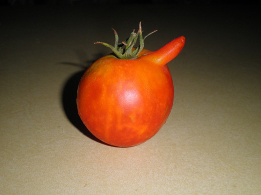 One of the tomatoes from my garden in 2012 - I kid you not!