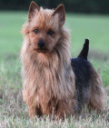 Australian Terrier Dog Breed Care and Information