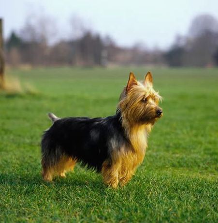 The Australian Terrier