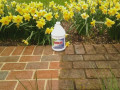 Paver Cleaning
