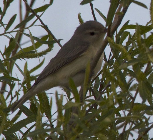 Warbling Vireo