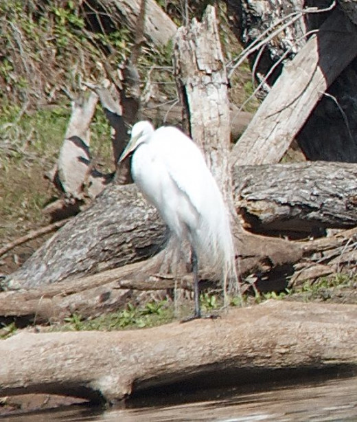 Great Egret
