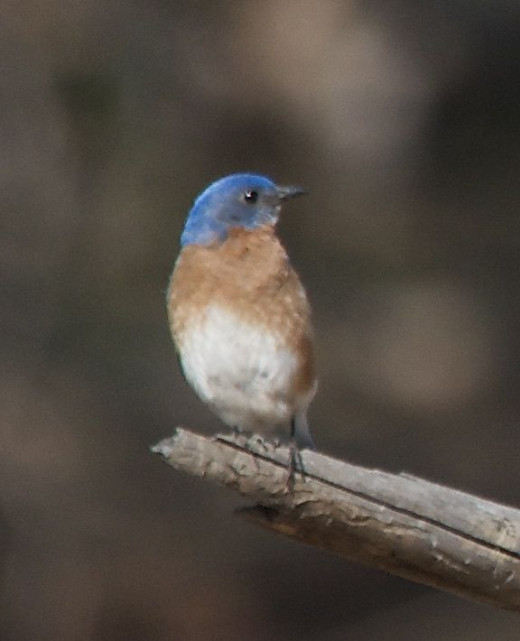 Eastern Bluebird