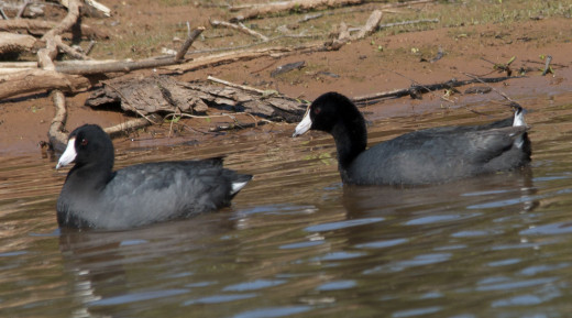 American Coots