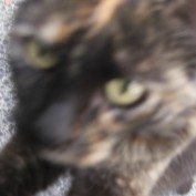 Maris B. Mohr profile image