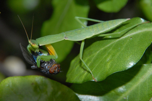 A Praying Mantis