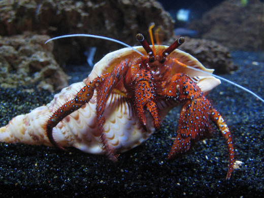 A Hermit Crab