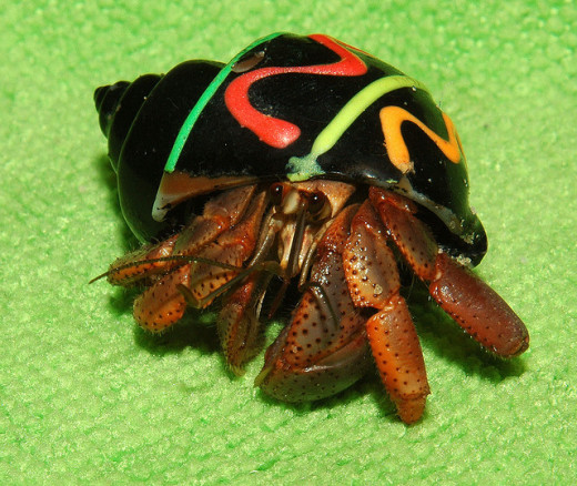 A Hermit Crab in a Decorated Shell
